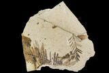 Metasequoia Fossil Plate - Cache Creek, BC #110895-1